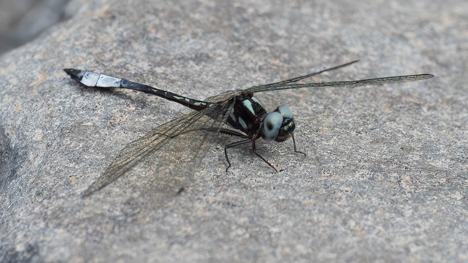 Macrothemis pseudimitans (White-tailed Sylph)-2.jpg
